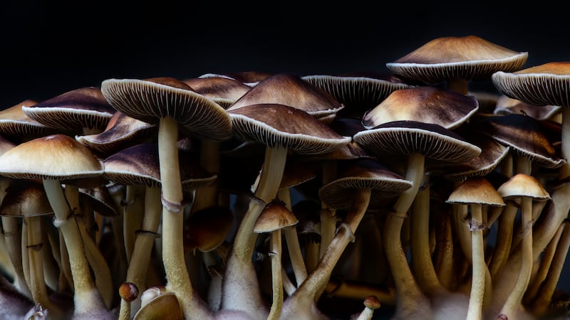 psychedelic mushrooms