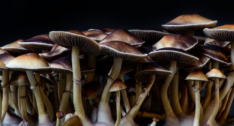 psychedelic mushrooms