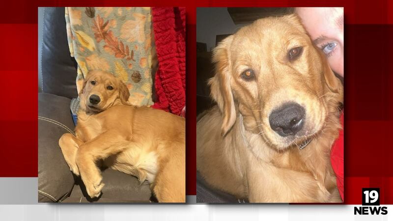 North Canton community rallies to find Maple the missing dog