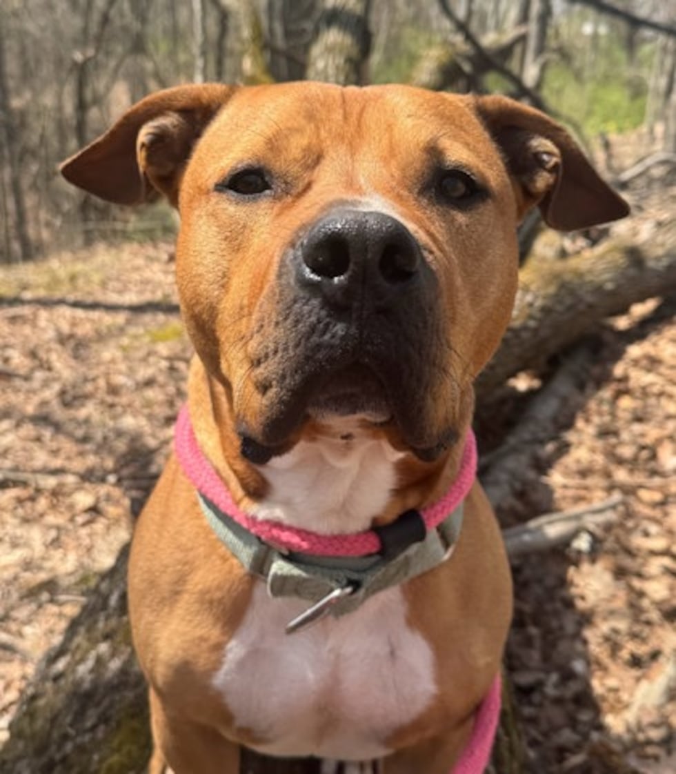 Adopt Clifton from the Humane Society of Summit County in Akron, Ohio
