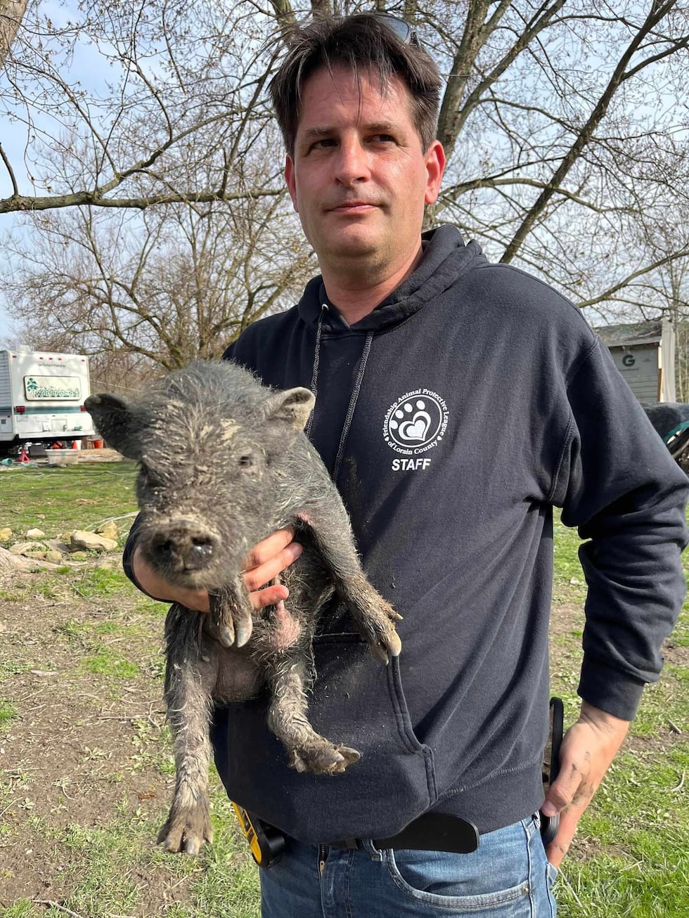 88 ‘suffering’ animals seized from Lorain County farm amongst ‘many dead’