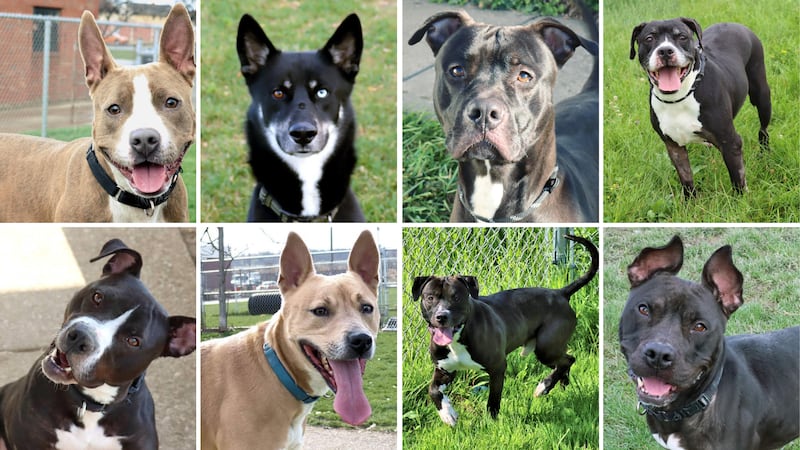 Euclid Animal Shelter ‘stretched far beyond capacity’