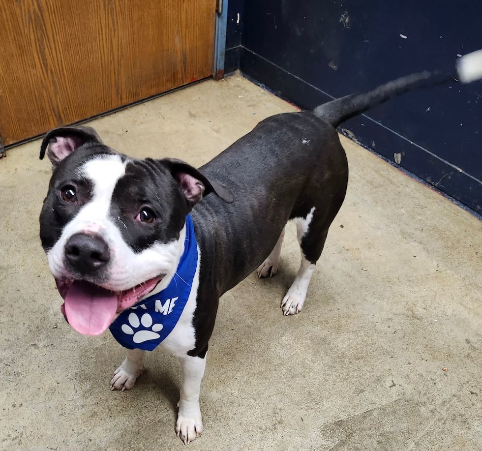 Adopt Honeycutt from the Richland County Dog Warden and Adoption Center in Mansfield, Ohio