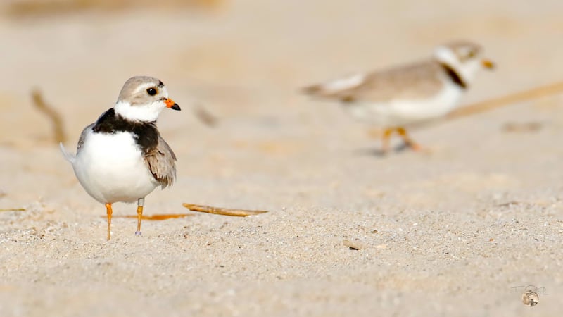 Piping plovers