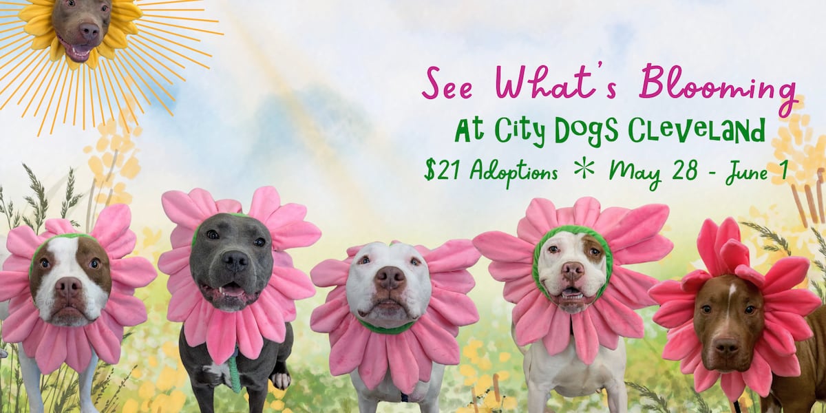 A ‘bud’ for you: City Dogs Cleveland shelter ‘very full’ of pups reduces adoption fee to  A ‘bud’ for you: City Dogs Cleveland shelter ‘very full’ of pups reduces adoption fee to