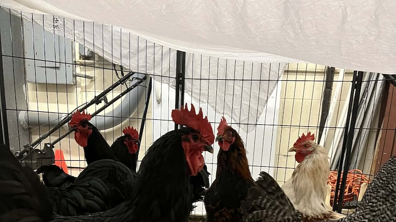 Ducks and roosters surrendered to Friendship APL in need of adoption