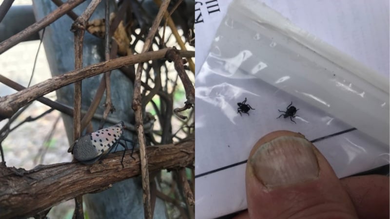Lanternflies discovered in West 117th Street infestation