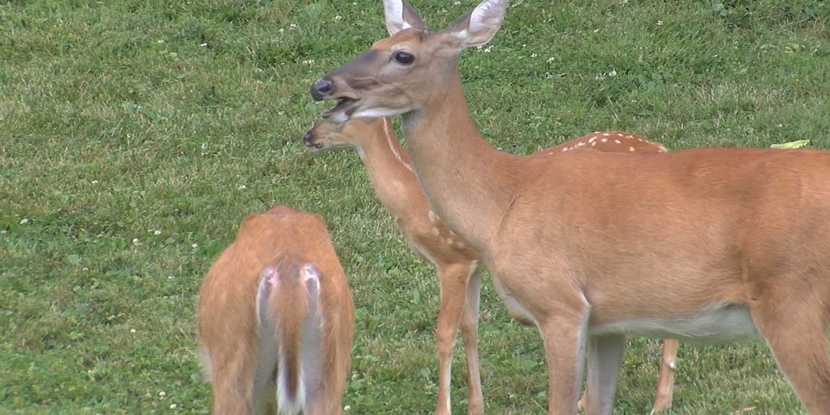 Medina to bring in federal sharpshooters to reduce deer population