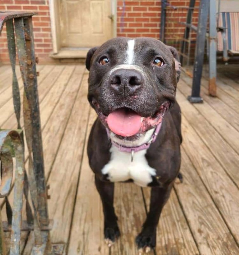 Adopt Saint from the Healthy Hearts and Paws Project in Warren, Ohio
