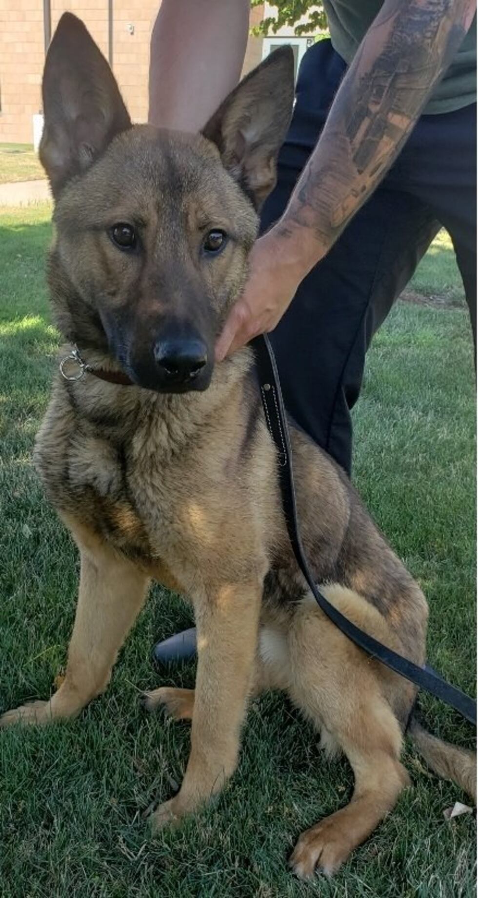 Brunswick Police introduces K-9 Officer Wiley to the department