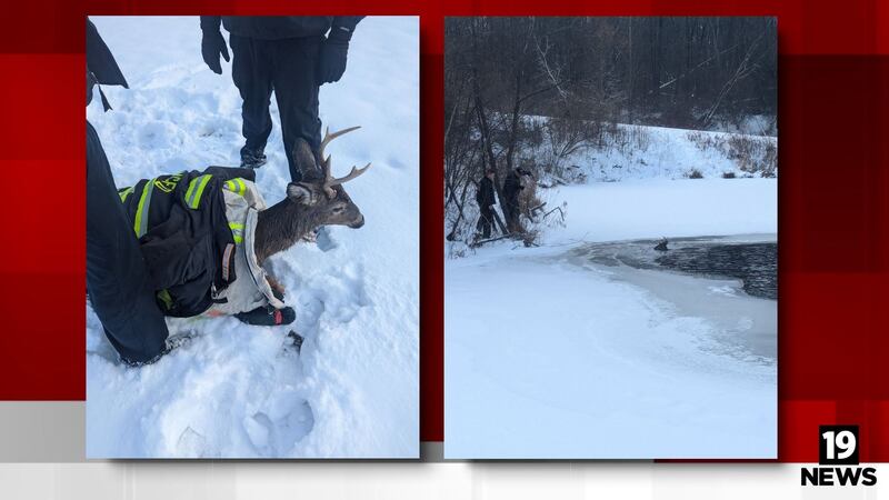 North Canton firefighters save deer from icy pond