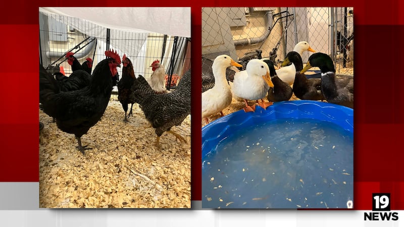 Ducks and roosters surrendered to Friendship APL in need of adoption