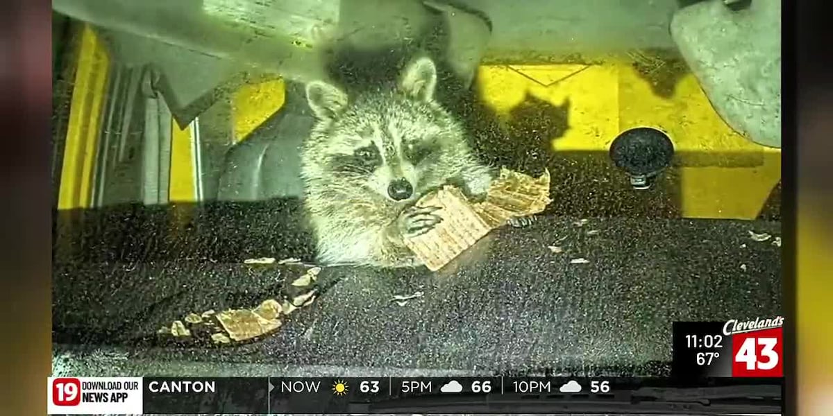 Crash Test Raccoon Raccoon found in front seat of ‘suspicious box truck’ in Doylestown ...
