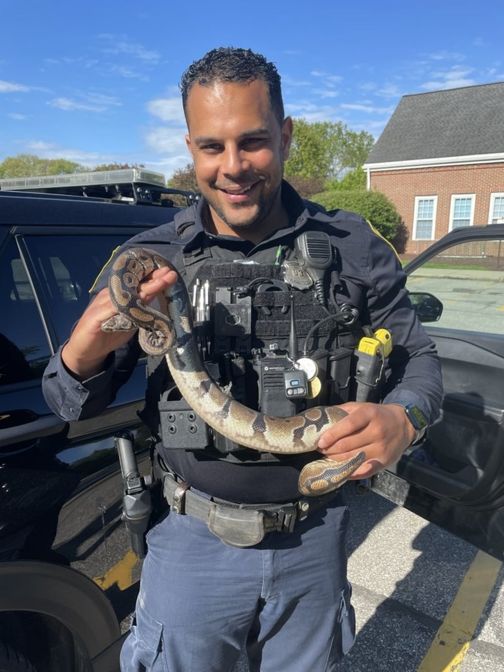 Ball Python Cop Ball Python apprehended by Westlake police for ‘unwanted slithering’