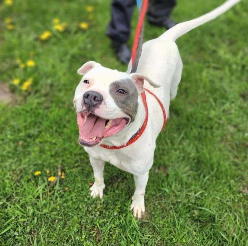 Adopt Jackson from the Healthy Hearts and Paws Project in Warren, Ohio