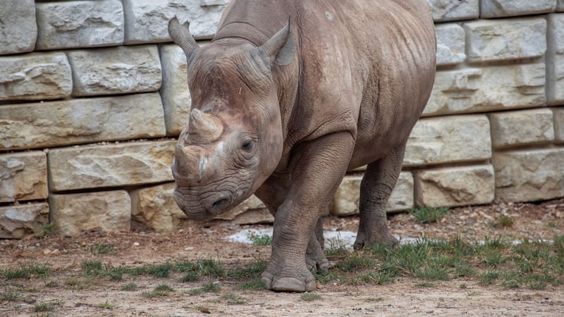 Cleveland Metroparks Zoo mourns loss of black rhino