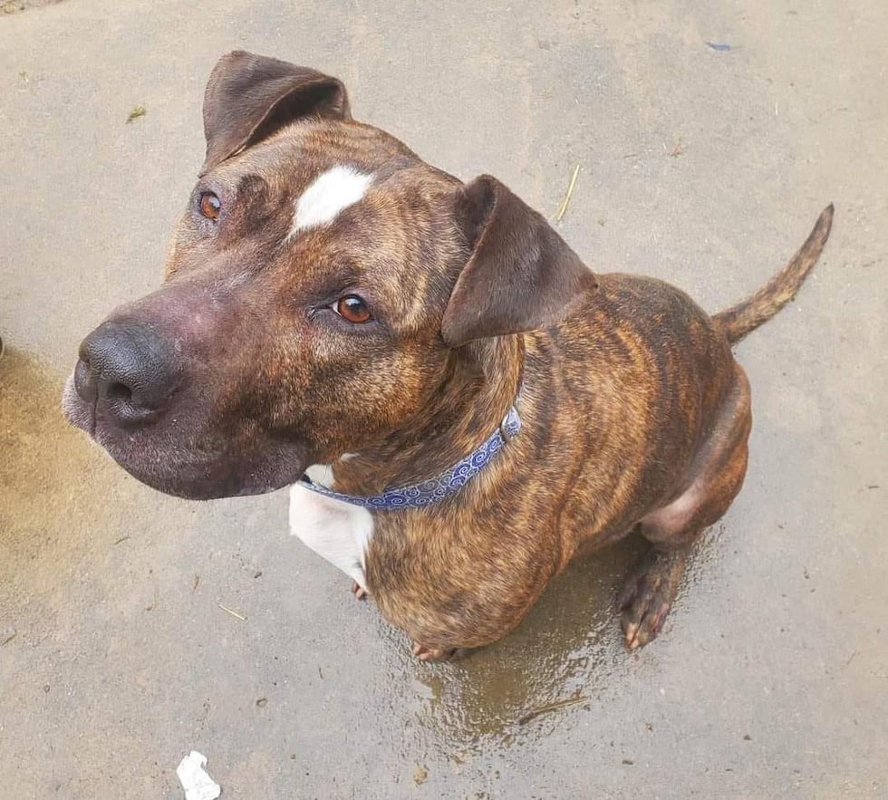 Adopt Nitro: Northeast Ohio dog waits nearly all 5 years of his life in shelter (Source: The...