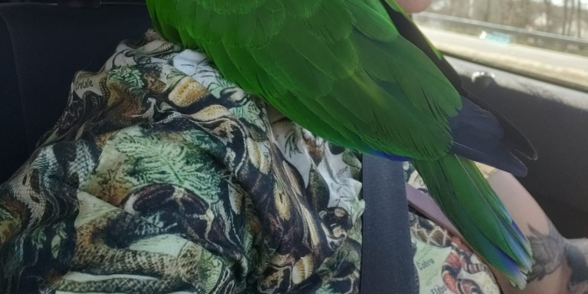 Ohio woman fights to reclaim parrot after father allegedly told shelter she died Ohio woman fights to reclaim parrot after father allegedly told shelter she died
