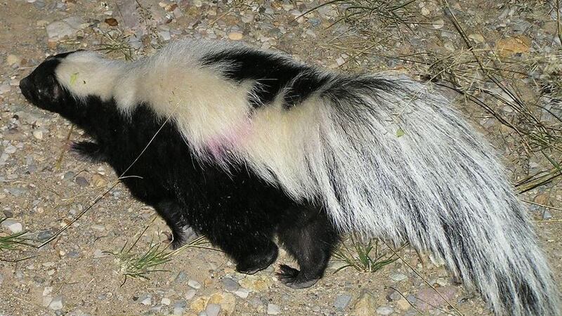 Skunks In Ohio Stinky love is in the air in Northeast Ohio, watch out!