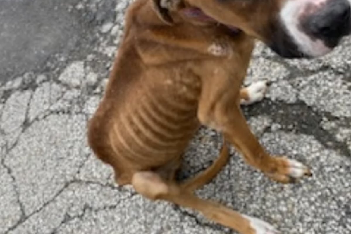 Skin and bones: Owner of emaciated dog dumped in Lorain County wanted Skin and bones: Owner of emaciated dog dumped in Lorain County wanted