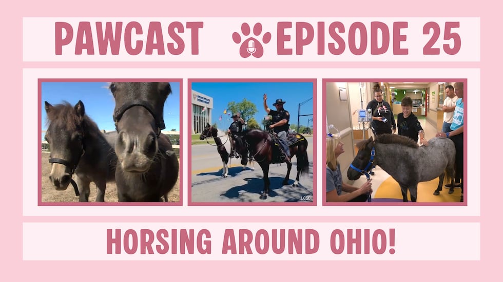 Pawcast, Episode 25: Saddle up, we’re horsing around Ohio!