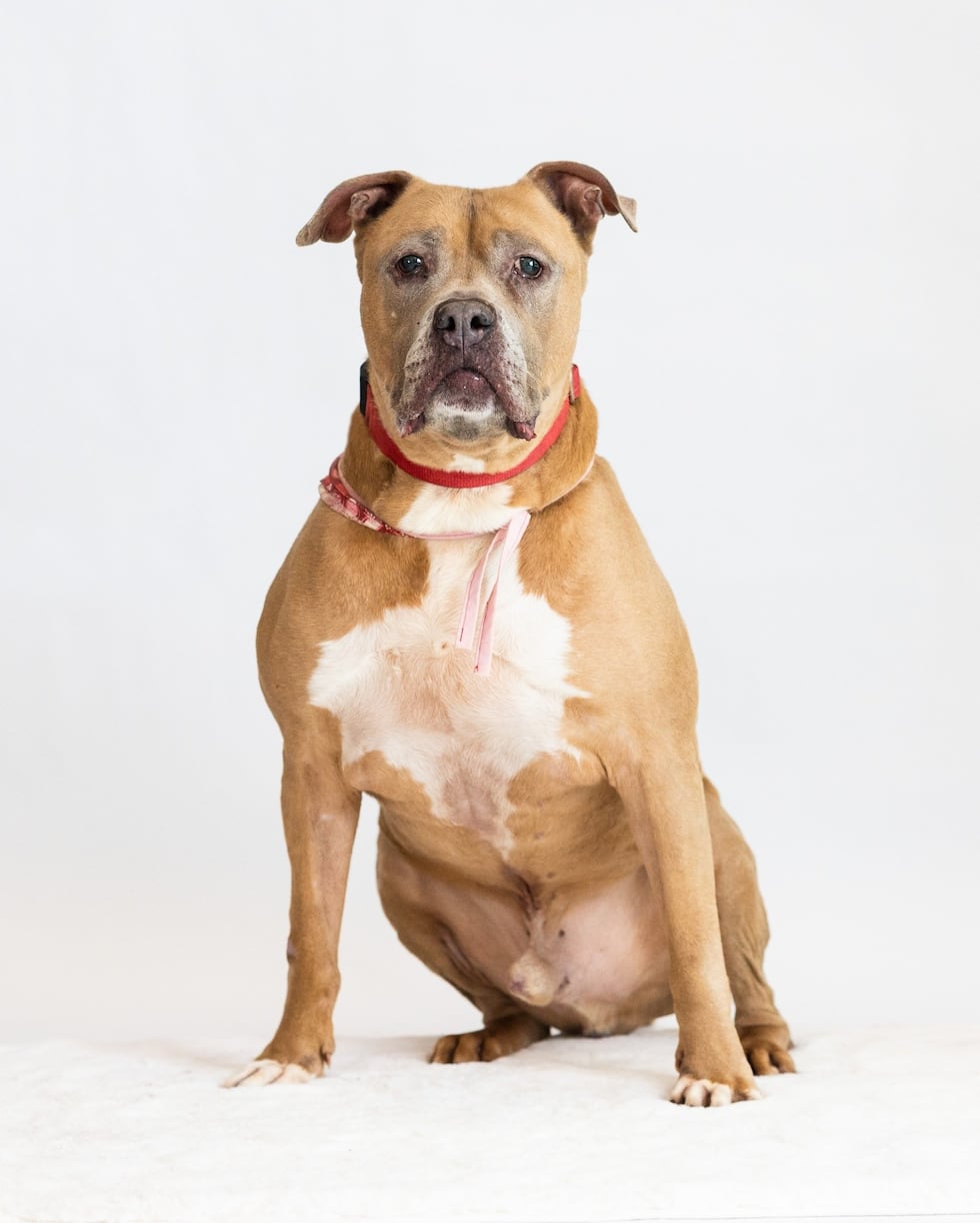 Adopt Dozer from the Humane Society of Summit County in Akron, Ohio