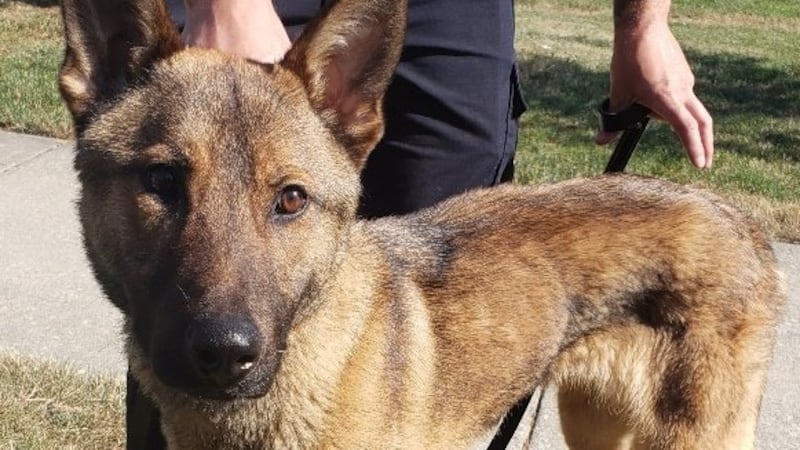 Brunswick Police introduces K-9 Officer Wiley to the department
