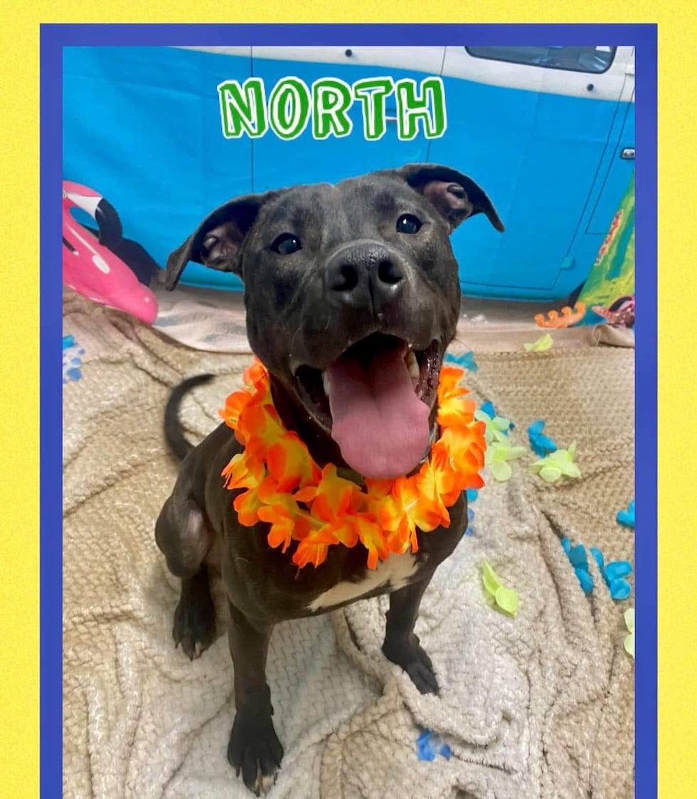 Adopt North from the Richland County Dog Warden and Adoption Center