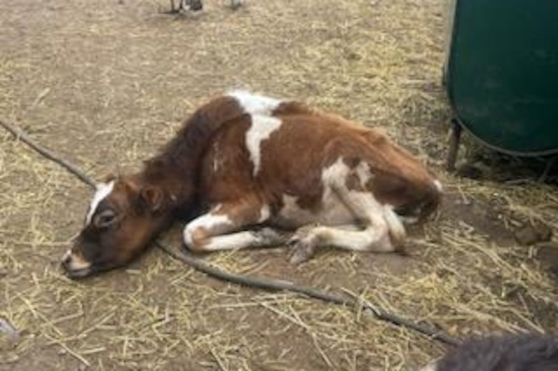 184 animals saved from ‘horrendous living conditions’ by Portage Animal ...