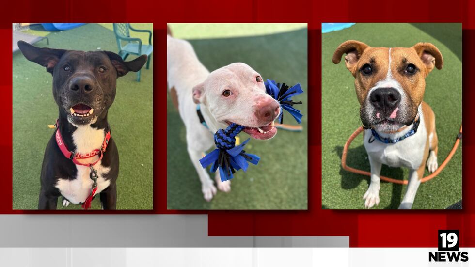 ‘We are out of space’: City Dogs Cleveland overcrowded, urges adoptions and fosters