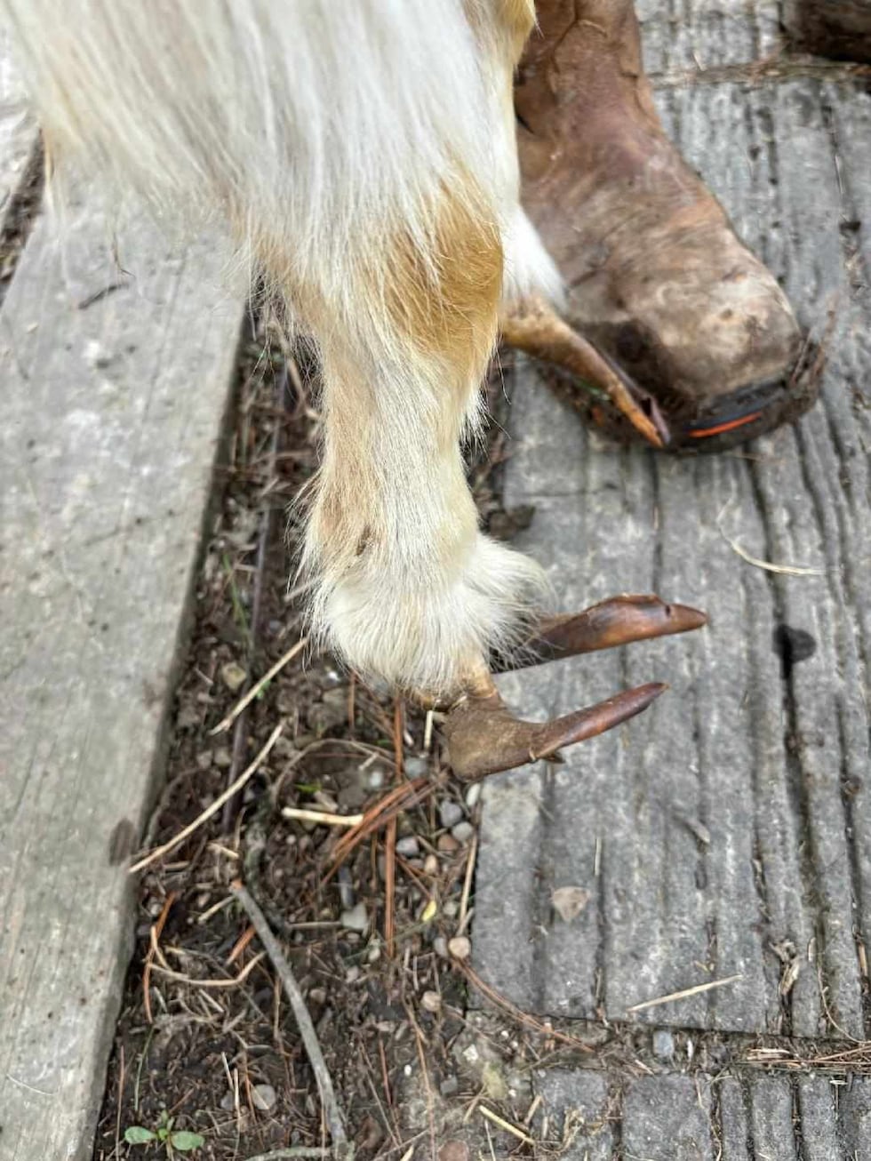 88 ‘suffering’ animals seized from Lorain County farm amongst ‘many dead’