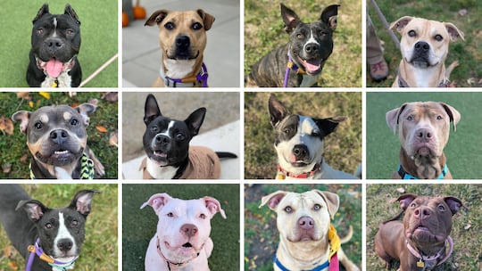 City Dogs from left to right:
Top Row: Syrena, Starburst, Rita, Garth
Middle Row: Rowena,...