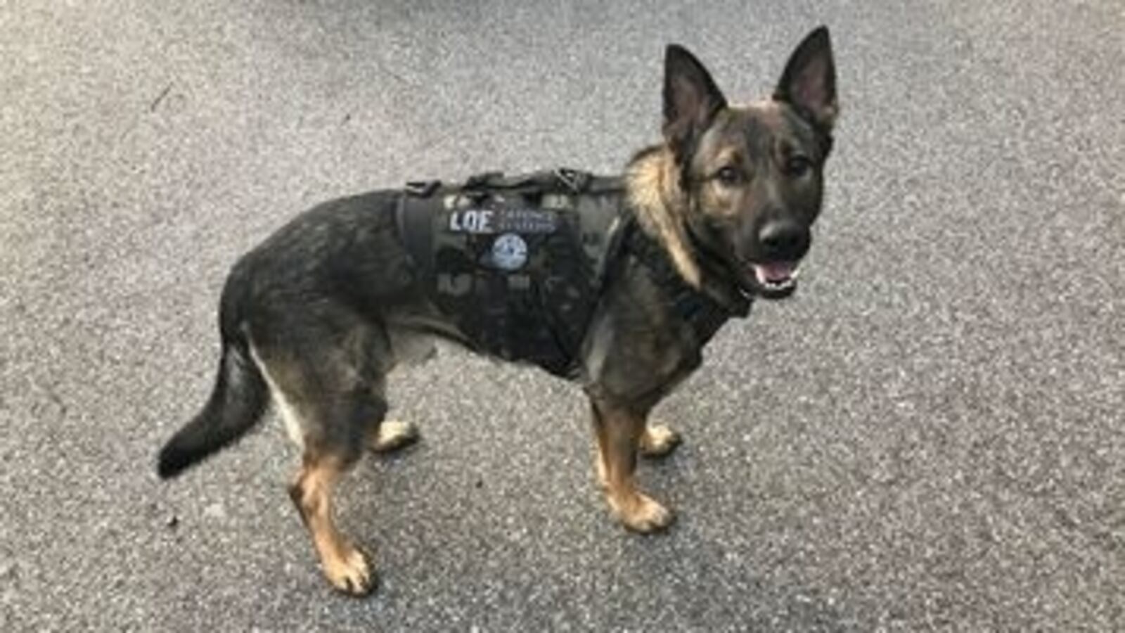 K9 Rambo Independence Police K-9 Rambo retires after ‘many years of dedicated ...