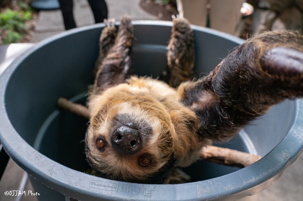 Lightning the two-toed sloth is pregnant at the Cincinnati Zoo, a spokesperson announced...