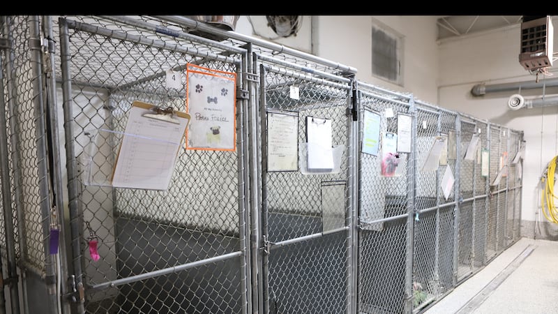 The "before" shots of the almost 30-year-old kennels before new ones went up two weeks ago