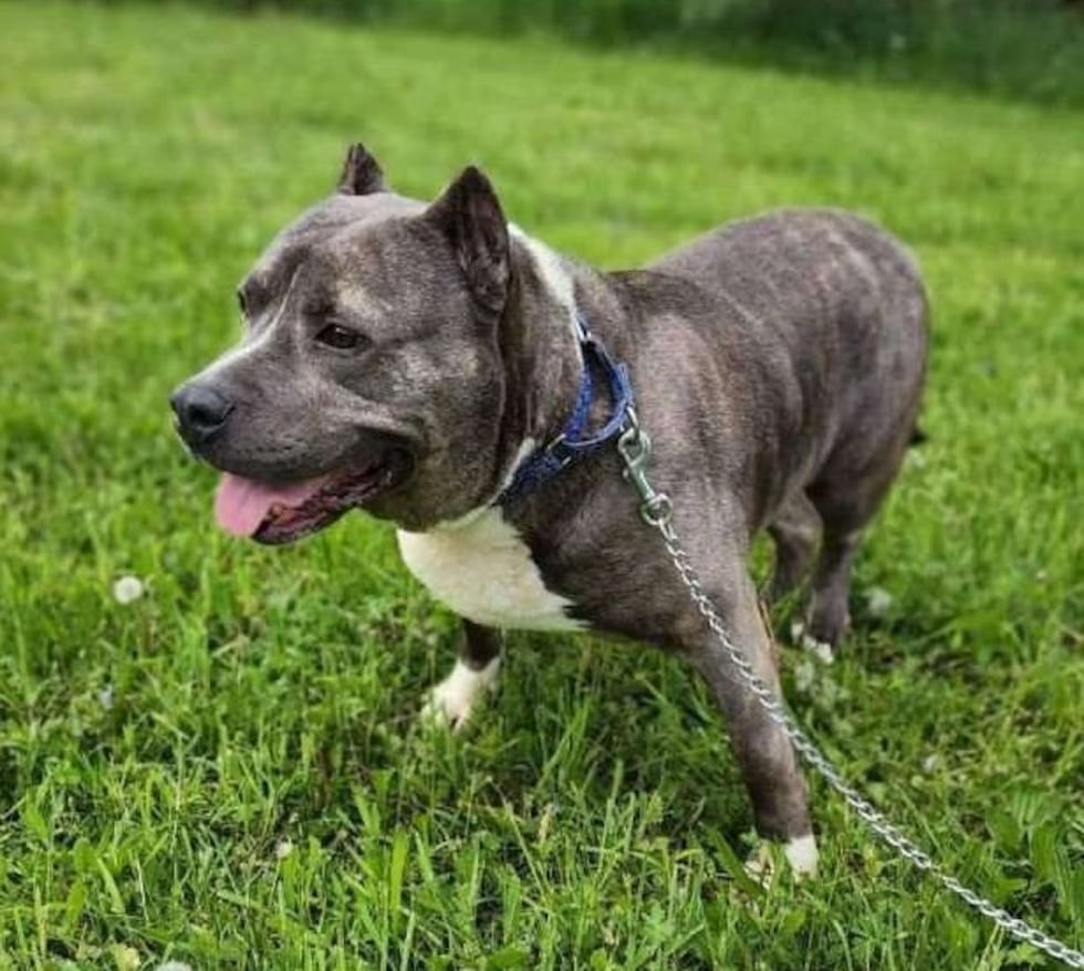 Adopt Rutger from the Healthy Hearts and Paws Project shelter in Warren, Ohio