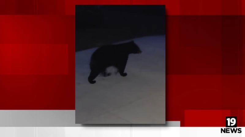 Bear spotted in Northeast Ohio