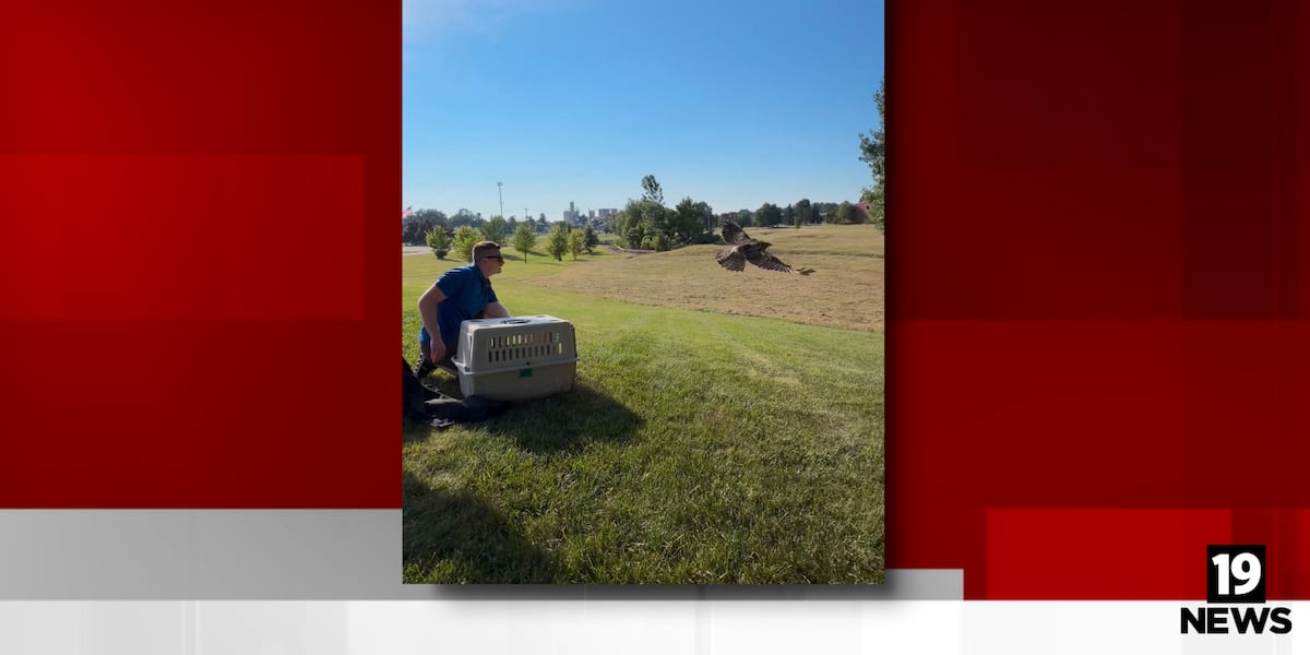 Red-tailed hawk released back into wild