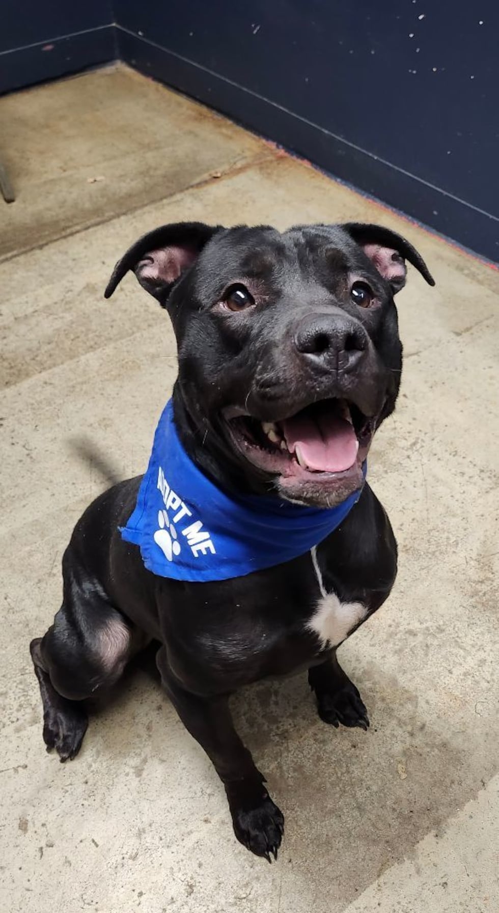 Adopt Spot from the Richland County Dog Warden and Adoption Center in Mansfield, Ohio