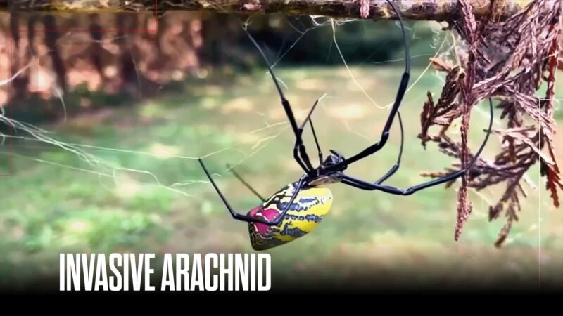 Joro spiders are currently found throughout North Georgia, the upstate of South Carolina,...