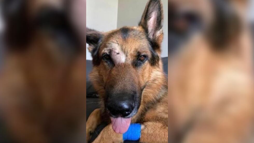 Lorain K9 Rye (Source: Facebook)