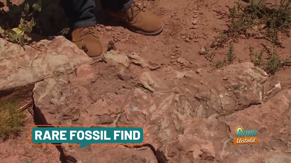 A man in Arizona found tracks of big reptiles called chirotherium, which predate dinosaurs, on...