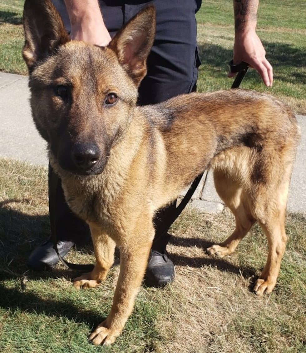 Brunswick Police introduces K-9 Officer Wiley to the department
