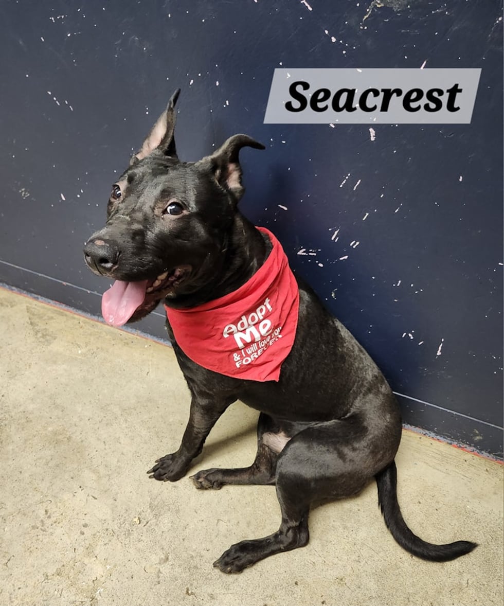 Adopt Seacrest from the Richland County Dog Warden in Mansfield, Ohio