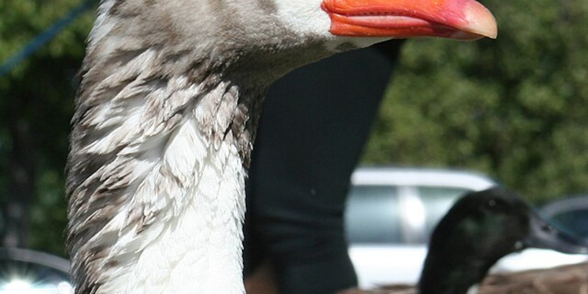 Springfield Goose Dozens of dead geese removed in Springfield Township