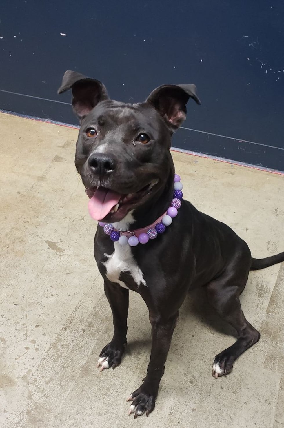 Adopt Summer from the Richland County Dog Warden in Mansfield, Ohio