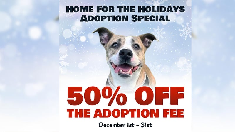 Howl Days ‘Home for the Howl-idays’: Humane Society of Summit County reduces ...