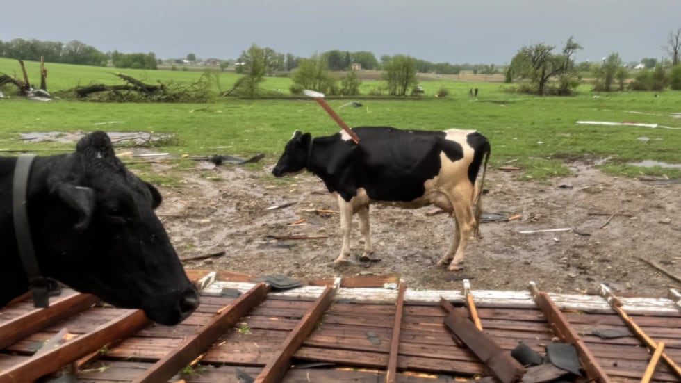 Cow survives getting impaled by lumber during tornado that destroyed dairy farm 4 The cow somehow survived, but a photo of her after the injury shows just how strong the power...