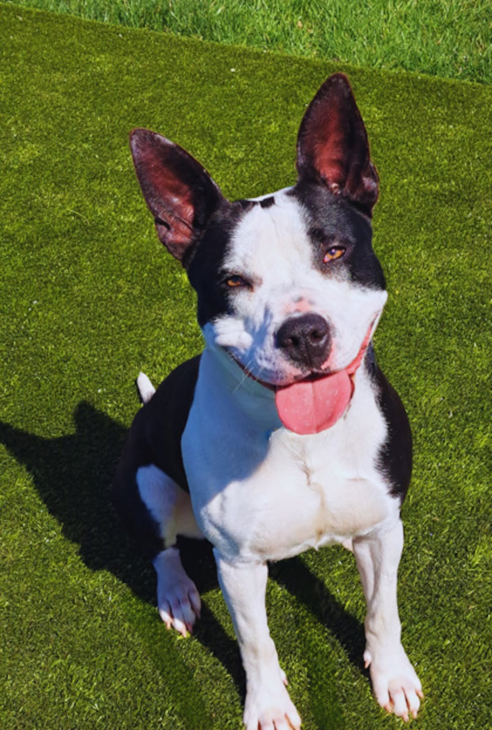 Adopt Louise from the Wayne County Dog Shelter in Wooster, Ohio
