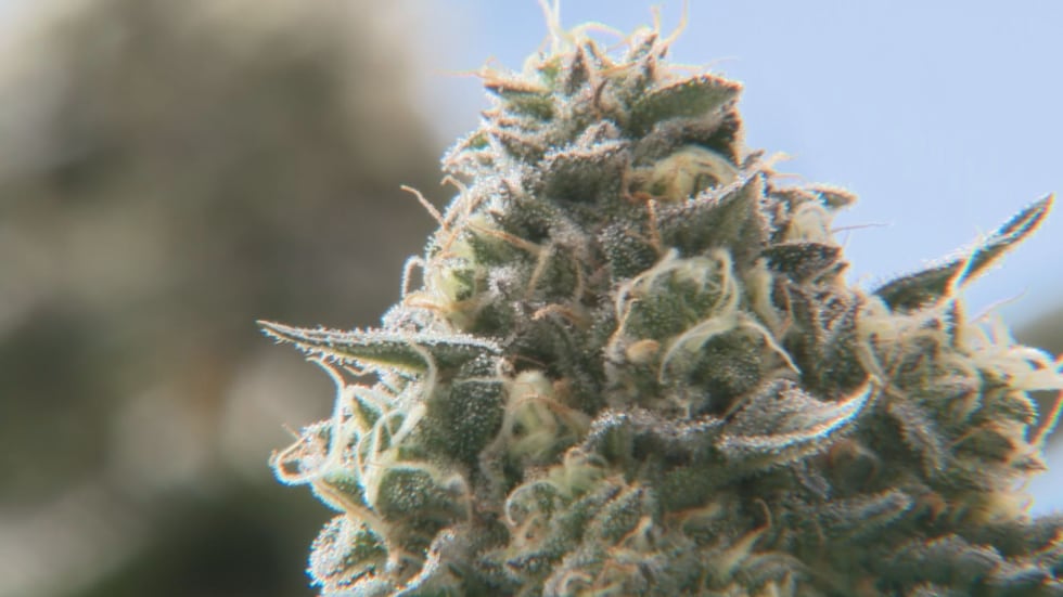 KY lawmaker proposes constitutional amendment for cannabis use